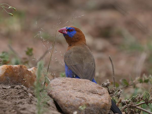 <h3><a href="/trips/tanzania/biota/animalia/chordata/aves/040 passeriformes/115 estrildidae/uraeginthus ianthinogaster/uraeginthus ianthinogaster-nl.html">Uraeginthus&nbsp;ianthinogaster</a> / Purple&nbsp;grenadier / Blauwbuikgranaatastrild</h3>OM-1 Mark II met OLYMPUS M.150-400mm F4.5, 1/2000 sec  bij F4.5, ISO 1250, afstand 9.22&nbsp;m